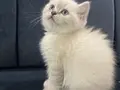 AAA KALİTE AYI SURAT TOP KAFA ERKEK