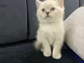 AAA KALİTE AYI SURAT TOP KAFA ERKEK