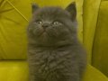 British shorthair Safkan ERKEK
