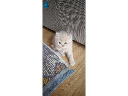 British longhair