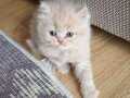 British longhair