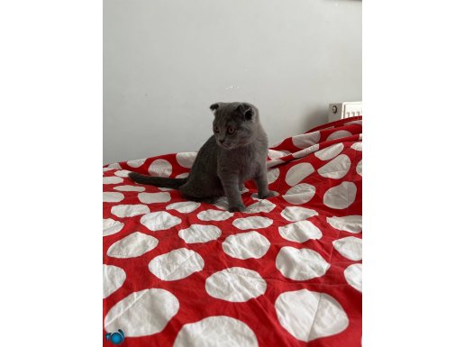 İnsan canlısı sevımlı dost