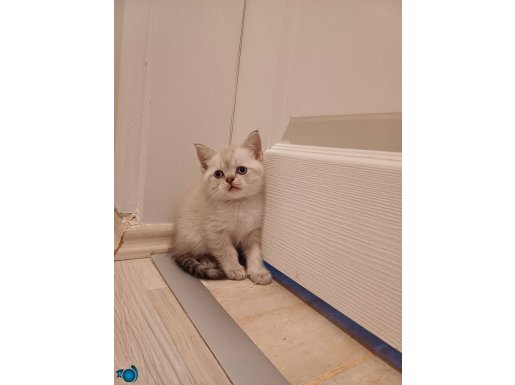 Britihs blu point yavrular . ( 0535 836 5444 iletisim )