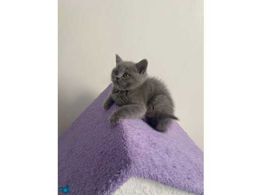 Prens ve prenses 2 aylık shorthair