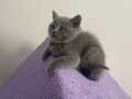 Prens ve prenses 2 aylık shorthair