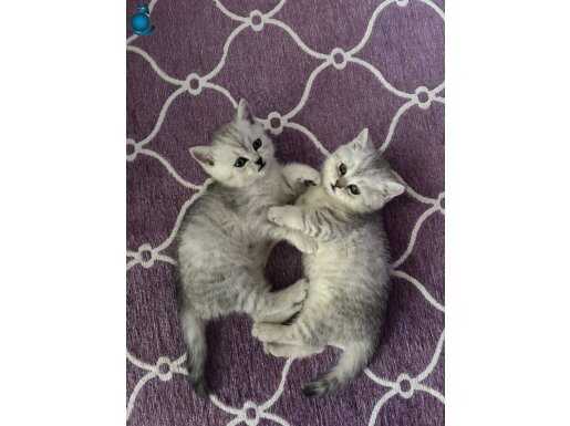 2 aylık british shorthair silver