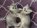 2 aylık british shorthair silver