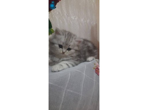 Secereli babadan silver tabby