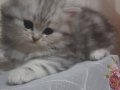 Secereli babadan  silver tabby
