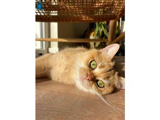 BritishShorthair Golden Kedimizi Sahiplendiriyoruz