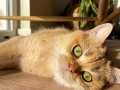 BritishShorthair Golden Kedimizi Sahiplendiriyoruz