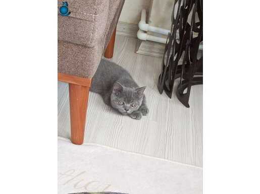 3,5 aylık Erkek British Shorthair