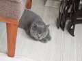 3,5 aylık Erkek British Shorthair