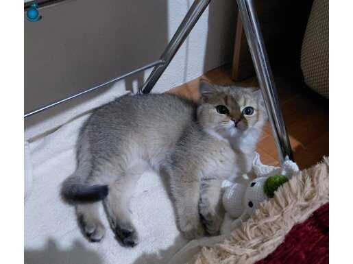 British Shorthair Golden