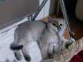 British Shorthair Golden