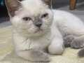 British blue point