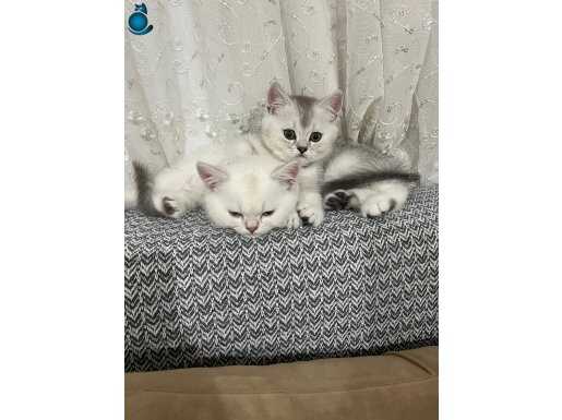 Yavrularım yeni yuvalarını arıyor 