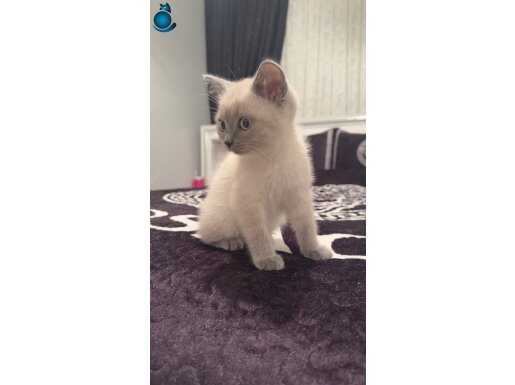Erkek 3 aylık sağlıklı yavru kedi yuvasını arıyor