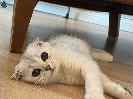 Secereli NS11 Scottish Fold