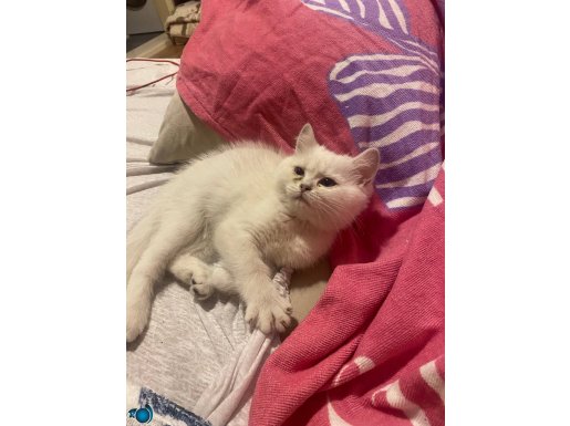 2 aylık yavru kedi beyaz British oyuncu safkan çok şirin min