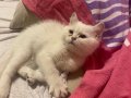 2 aylık yavru kedi beyaz British oyuncu safkan çok şirin min