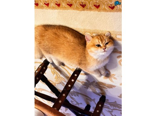 RUSYADAN GELEN MİSAFİRİMİZ LEO
