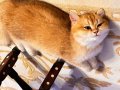 RUSYADAN GELEN MİSAFİRİMİZ LEO