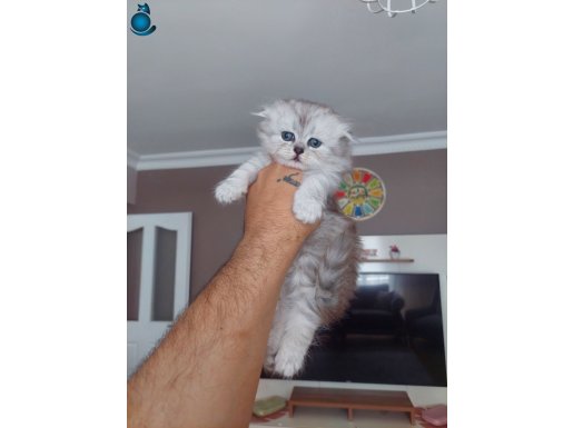 Kölesini arayan Yavrularımız.. 