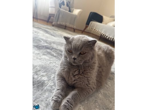 Egitimli zeki sevecen british shorthair