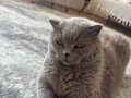 Egitimli zeki sevecen british shorthair