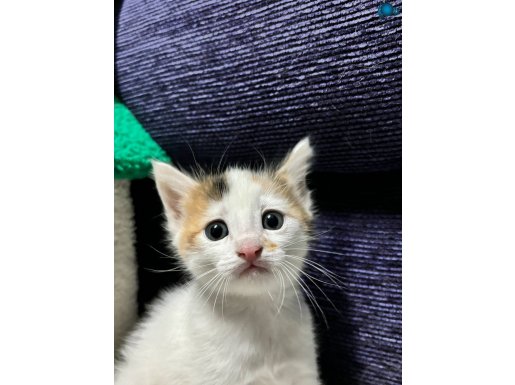 2 AYLIK ANKARA YAVRU KEDİ SAHİPLENDİRİLECEK
