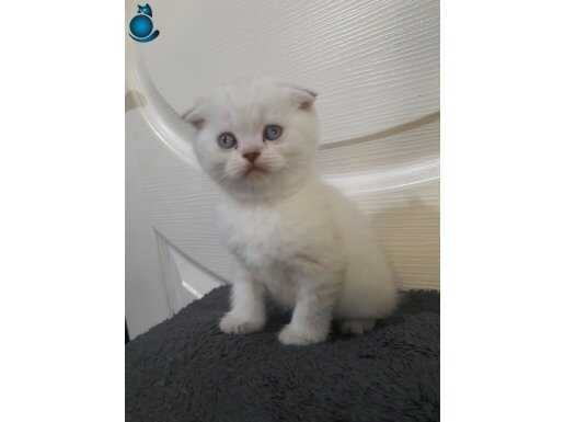 Scottish fold yavrular teslime hazır YALOVA