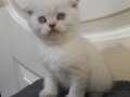 Scottish fold yavrular teslime hazır YALOVA