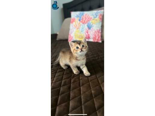 British longhair bir buçuk aylıklar 