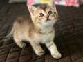 British longhair bir buçuk aylıklar 