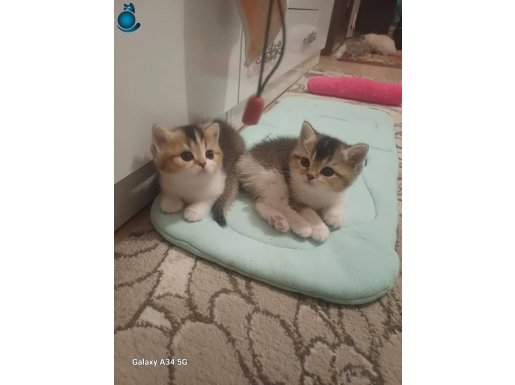 2 veya 3 aylık bebekler dişi ve erkek
