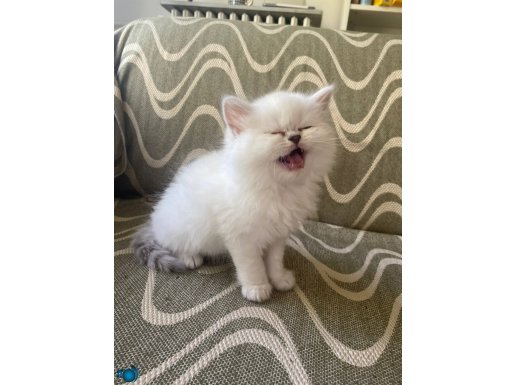 SEVIMLI 2 AYLIK DISI BRITISH LONGHAIR
