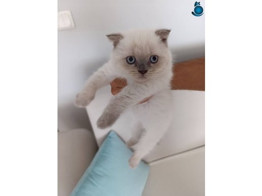 Çok Uyguna Vericem Yavru Scottish Fold 