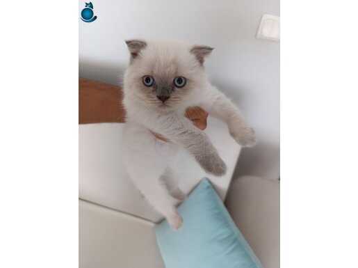 Üst kalite Yavru 2 Aylık Scottish Fold Oyuncu Kedi