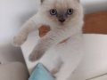 Çok Uyguna Vericem Yavru Scottish Fold 