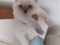 Üst kalite Yavru 2 Aylık Scottish Fold Oyuncu Kedi