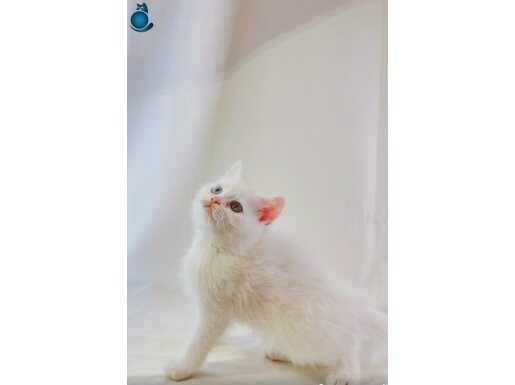 Nadir Güzellik! British Shorthair – İki Renk Gözlü Prenses