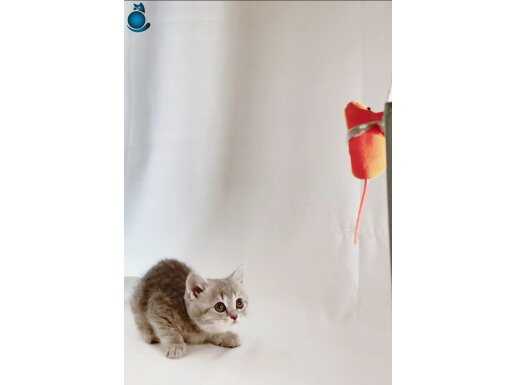 Gri British Shorthair Yavrusu 