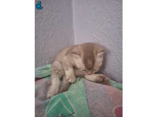 Kedi yavrusu almaya isteyen yazın