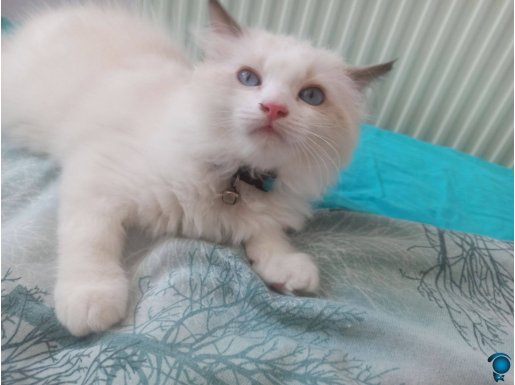 Dünyanın en sakin kedisi olan safkan ragdoll kedilerimiz