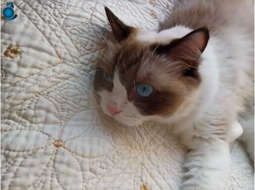 Safkan ragdoll kedi yavruları 