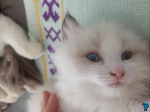 Dünyanın en sakin ve uyumlu kedisi 