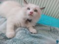 Dünyanın en sakin kedisi olan safkan ragdoll kedilerimiz