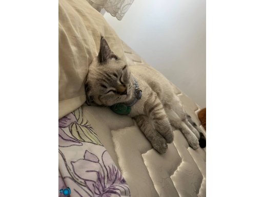Çok tatlı ve uysal bir yavrudur