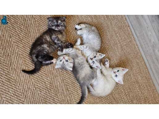 Muhteşem yavru British Shorthair ve scotish eğitimli 